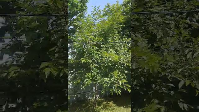 дачка смотреть онлайн