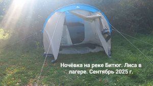 Ночёвка на реке Битюг. Лиса в лагере. Сентябрь 2025 г.