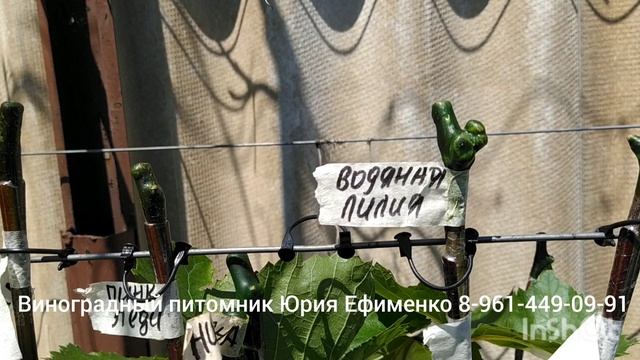 Прививки новых сортов винограда сезон 2026 смотреть онлайн