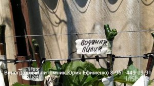 Прививки новых сортов винограда сезон 2026