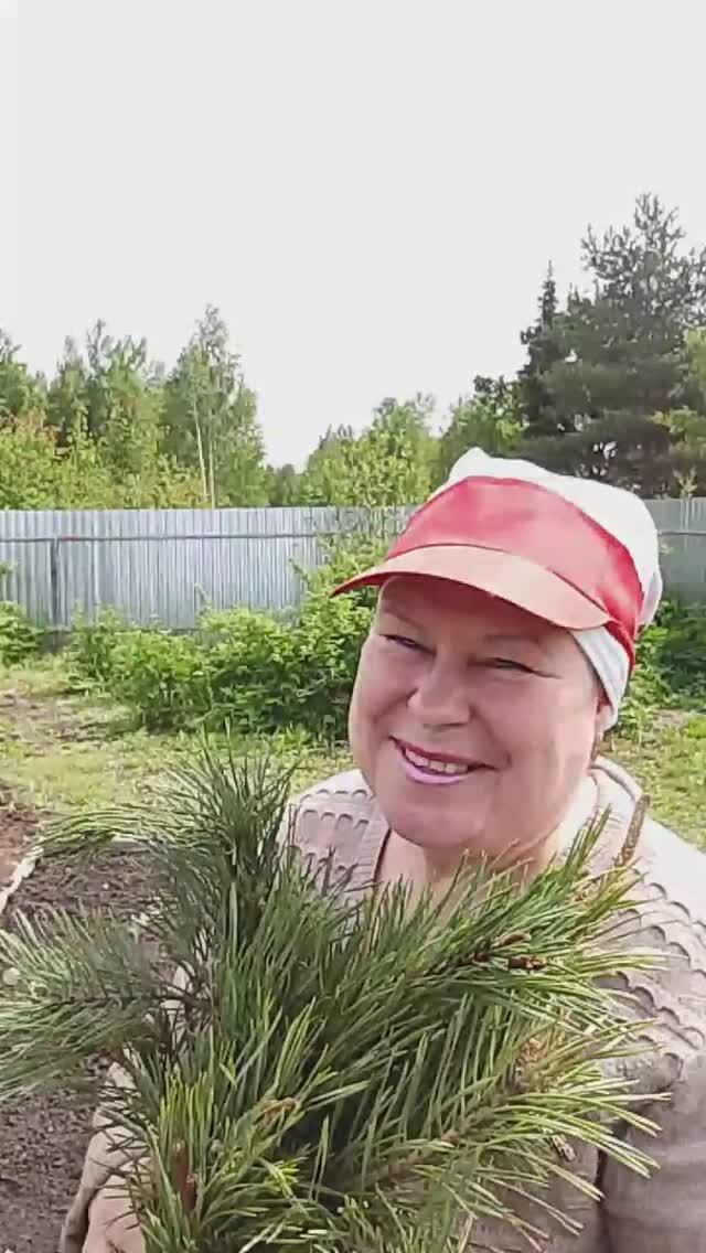 Капуста посажена под лапником смотреть онлайн