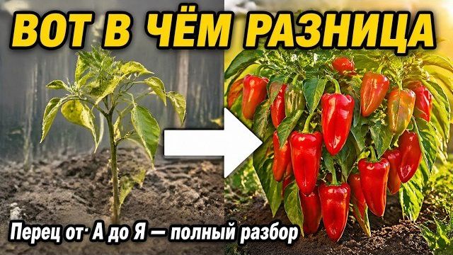 Перец — не томат. Три ошибки, которые совершают 90% дачников