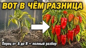 Перец — не томат. Три ошибки, которые совершают 90% дачников