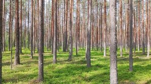 Хвойный лес, пение птиц