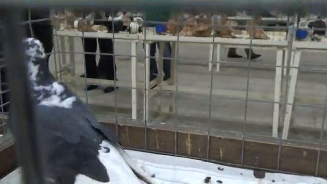 Чистые голуби. Выставка голубей Сокольники 2015г. смотреть онлайн