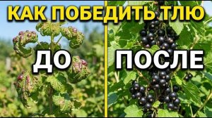 Тлю невозможно победить опрыскиванием. Полный разбор для дачников