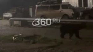 Медведь напал на мужчину во дворе дома в Хабаровске.