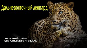 🌲ВЛАСТЕЛИН ТАЙГИ🐾ПОЧЕМУ ЕГО НИКТО НЕ ВИДИТ