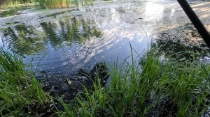 Ультралайт на болоте 🪸🎣