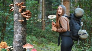 Приключение в грибном лесу с горячей брезентовой палаткой.  Бушкрафт | кемпинг | АСМР