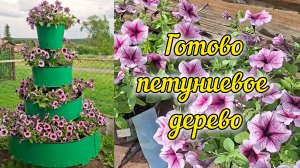 Наше первое петуниевое дерево 🌳 Высадила всю петунию🌸