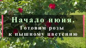 Начало июня. Готовим розы к пышному цветению.