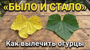 Жёлтые листья огурцов 10 причин и что делать с каждой