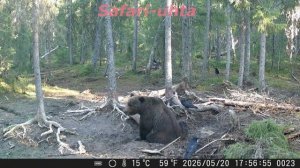 Охота на медведя весной 2026го - лучник и его трофей