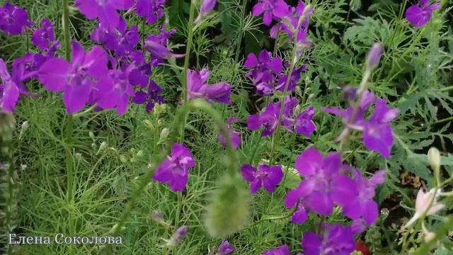 Полет шмеля.