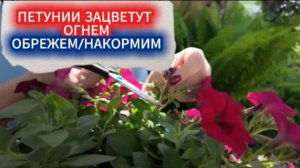 Формировка петуний в июне и волшебная баковая смесь для взрывного цветения все лето!
