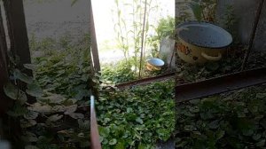киски🍀