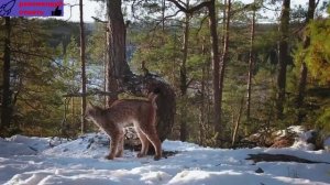 Потрясающие пейзажи,  природа и уникальная культура Скандинавии _