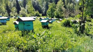 Посадили роя. Переходим на карнику. Пасека на Алтае.