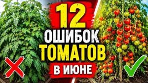 Ошибки при выращивании томатов в июне: полив, подкормки, пасынкование - 12 причин потерять урожай