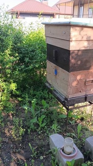Семь утра пчёлы выходят за взятком