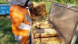 Деление на пол-лёта злой пчелиной семьи