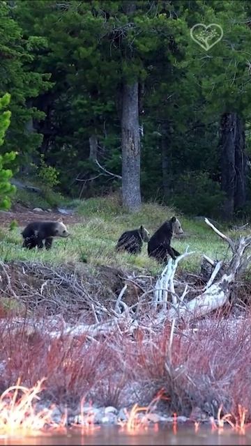 Тройня медвежат Гризли 🐻