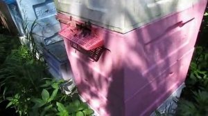 улей Удав для пчел , как я использую плюсы улья Удава в обычных ульях у себя на пасеке