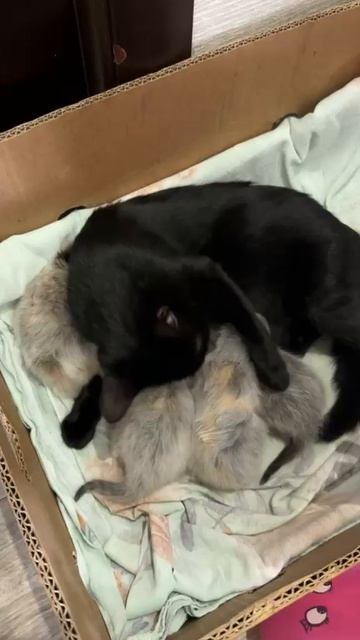мама кошка моет котят смотреть онлайн