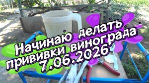 Начинаю делать прививки винограда. 7.06.26