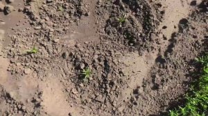Чуфа 7 июня