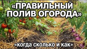 Главные ошибки при поливе, которые совершают 90% дачников каждое лето
