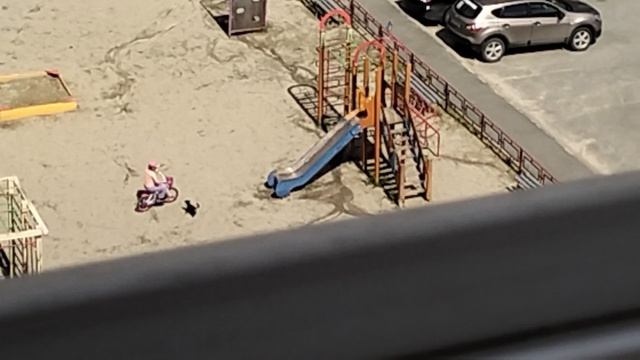 внимание собаку эксплуатируют