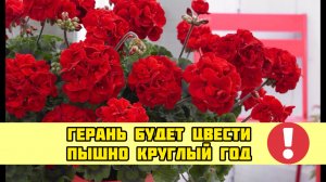 Герань будет цвести пышно круглый год! Вот простая подкормка