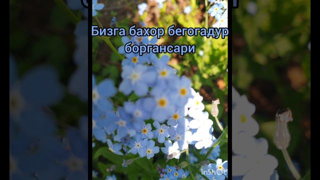Бизга бахор бегонадур - Ахрор Усмонов
Bizga Bahor Begonadur - Ahror Usmonov