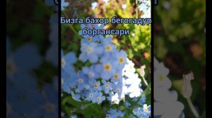 Бизга бахор бегонадур - Ахрор Усмонов
Bizga bahor begonadur - Ahror Usmonov