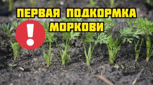 Первая подкормка МОРКОВИ после всходов!