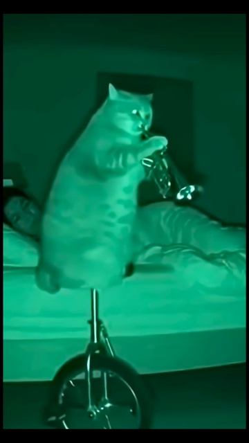 только стоит выключить свет #юмор #поржать #кот # пов смотреть онлайн