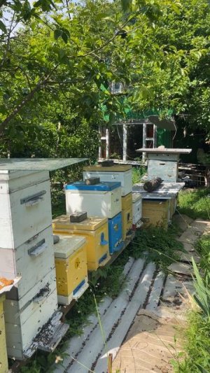 Лето на пасеке в Сочи. 7 июня 2026  #пасека  #пчелы