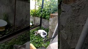 коты