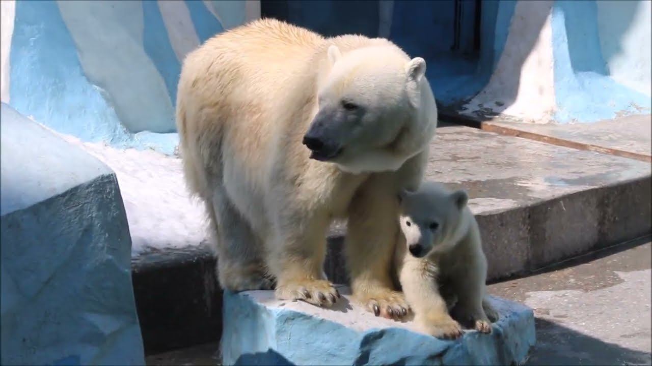 После завтрака Герда и Умка облизали лапки и попили водичку 05.06.2026