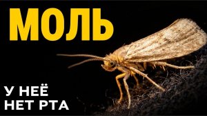 Моль ест ваши вещи. Её родственники пьют слёзы птиц. Интересная история
