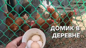 Жизнь в деревне Куры-несушки на диете Вечерний сбор яиц
