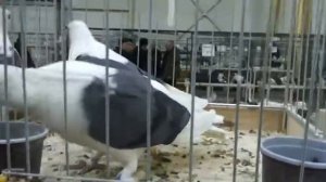 Чистые Кружастые голуби . Сокольники 2015 г.