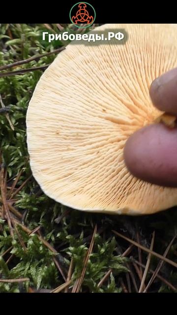 Ложная лисичка - Говорушка оранжевая. Hygrophoropsis aurantiaca. смотреть онлайн