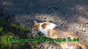 Первое видео из реальной жизни с Принцессой Мусяндрой Пятой.