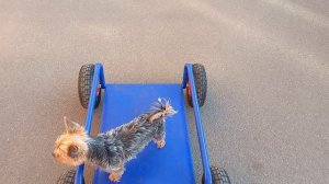Новый  автомобиль Феи 😄🐕