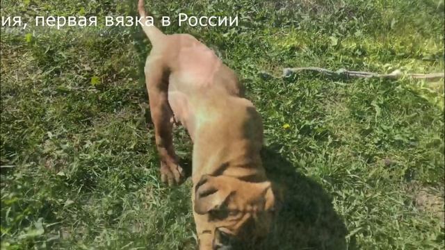 Щенки преса канарио