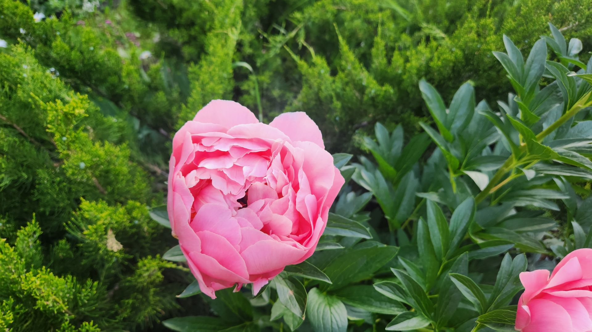 Цветы 💐 в начале июня в нашем ЖК. Все цветёт