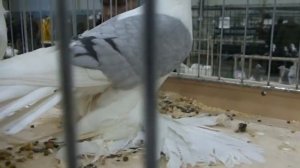 Чистые Космачи ! Выставка голубей
Сокольники 2015г.